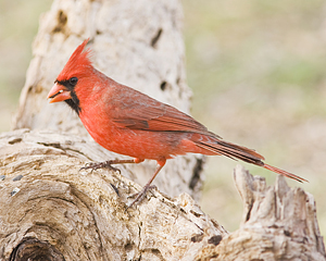 ©jmillerphoto.com - Male Northern Cardinal