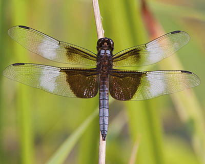 Male Widow Skimmer Dragonfly (Libellula luctuosa)